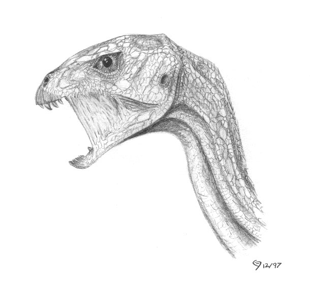 'Yandusaurus' multidens, also called Qilong